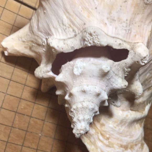 Extra Large Pink Queen Conch Shell Slit Harvest Partial Rustic Flakey Beige Coat - Picture 7 of 11